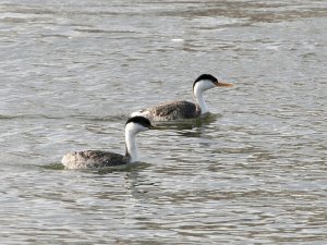 A study of 2 closely related Grebes