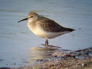 curlew sandpiper