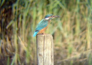 kingfisher