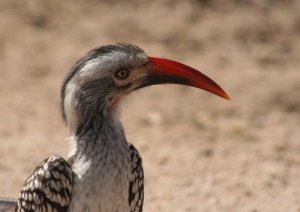 Red-billed Hornbill