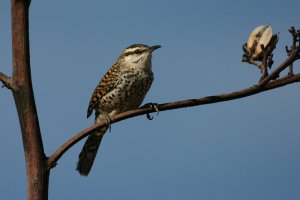 Boucard's Wren