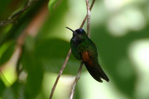 blue-capped hummingbird