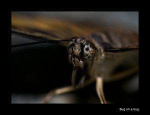 Bug on eye