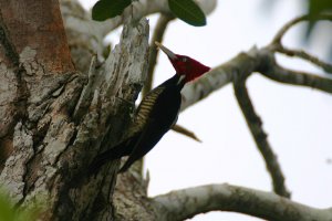 Pale-billed woodpecker