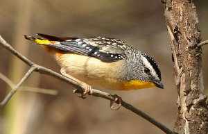 Spotted Pardalote (M)