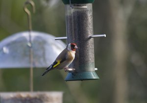 Goldfinch