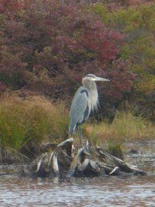 Great Blue Heron