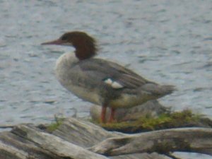 Common Merganser