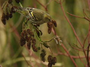 Siskin