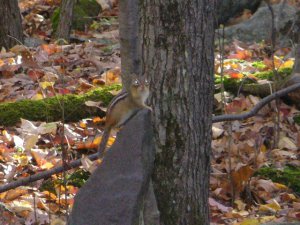 chipmunk