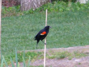 Redwinged Blackbird