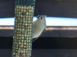 Tufted Titmouse