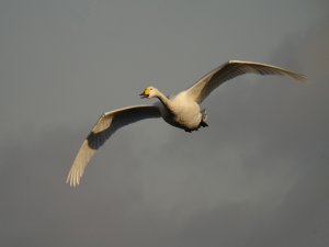 Whooper Swan