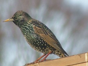 starling