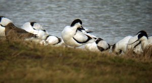 Avocets