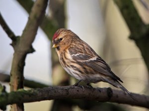 Lesser Redpoll