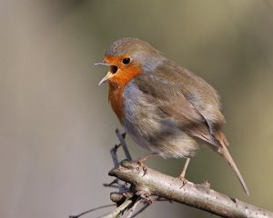 Robin