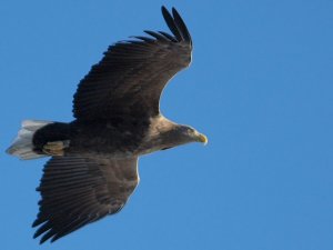 White-Tailed Eagle Flying By