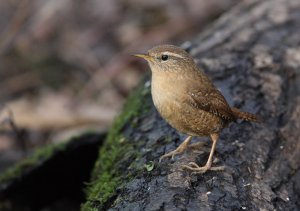 Wren