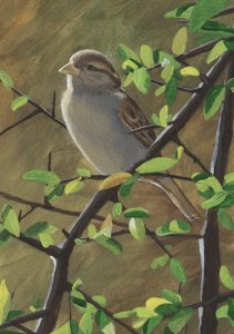 House sparrow painting