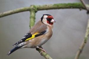 Goldfinch