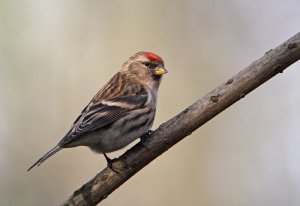 Lesser Redpoll