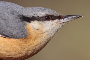 Nuthatch close-up