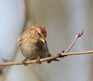 Lesser Redpoll