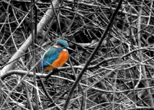 Kingfisher