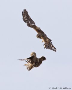 The Owl and the Harrier