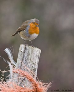Robin and rope
