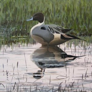 Pintail Study (painting)