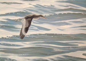 Willet Study (painting)