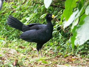 Great Curassow