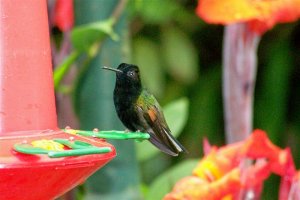 Black-bellied Hummingbird