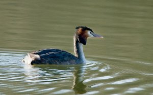 G C Grebe.