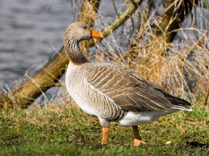 Young Greylag