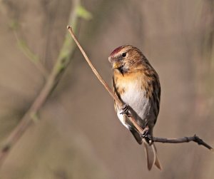 Lesser Redpoll