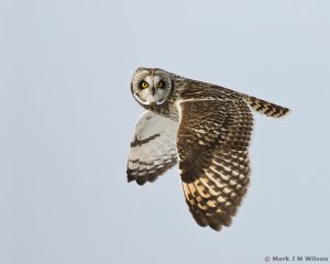 Short-eared Owl flyby