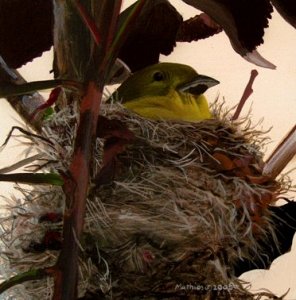 Nesting Goldfinch
