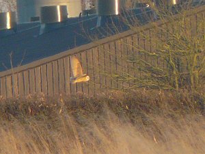 Dark-Breasted Barn Owl