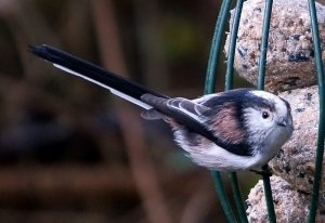 Long Tail at the Feeder