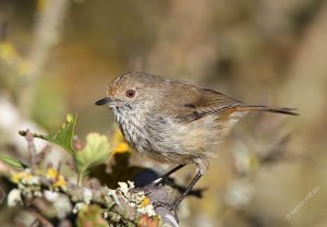 Brown Thornbill