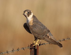 Australasian Hobby