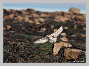 Curlew coming in