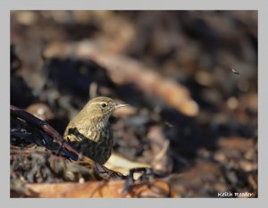 Kelp pipit?