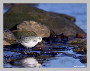 Sanderling