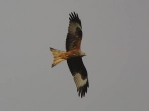 Red Kite over Bulwick