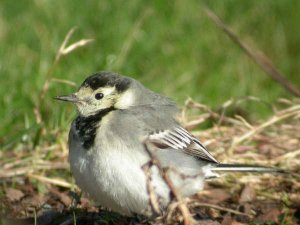 Pied wagtail