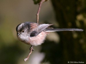 Long-tailed Tit